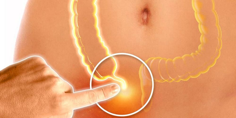 Fungsi Usus Halus pada sistem pencernaan